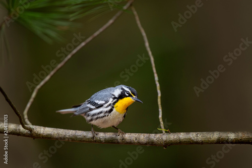 Yellow-throated Warbler framed