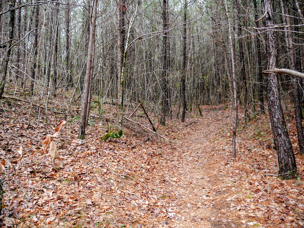 Obraz premium On the trail to Salt Creek Falls in the Talladega National Forest in Alabama, USA
