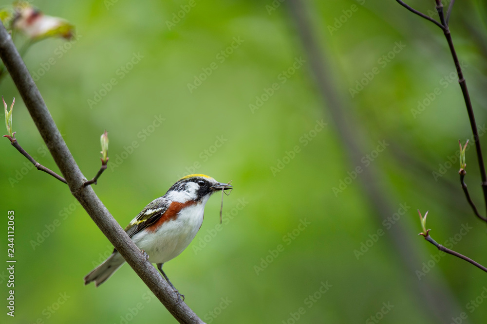 Chestnut with Nesting Material Chestnut with Nesting Material