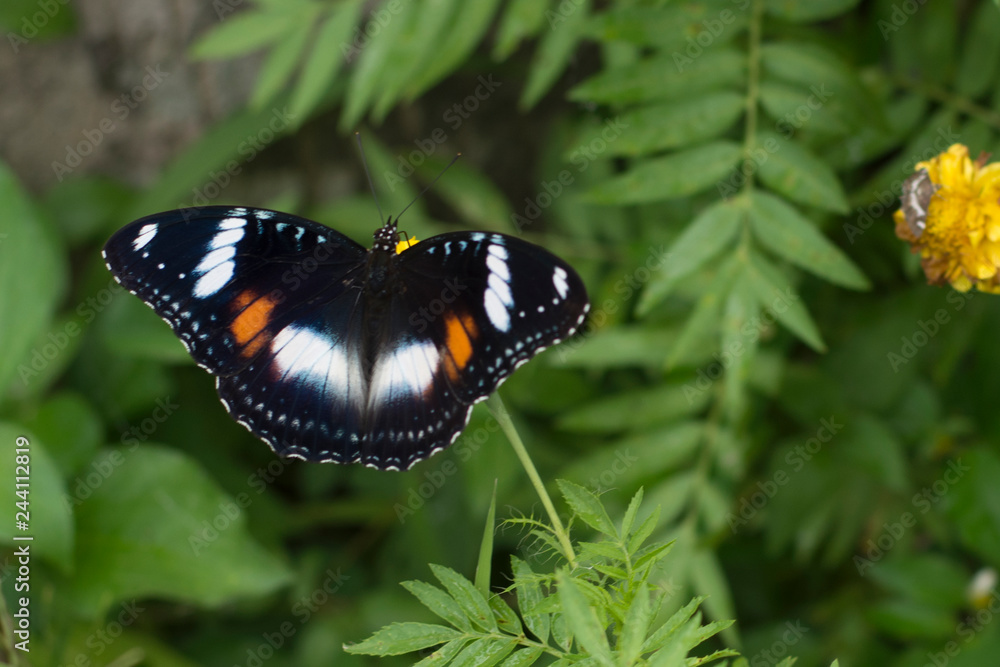 butterflies in a beautiful flower garden butterflies in a beautiful flower garden