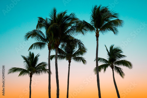 Brightly colored tropical background of palm tree silhouettes against sunset sky gradations © lazyllama