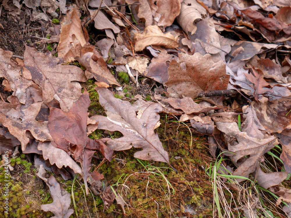 Leaves on the forest floor near the trail to Salt Creek Falls in the Talladega National Forest in Alabama, USA