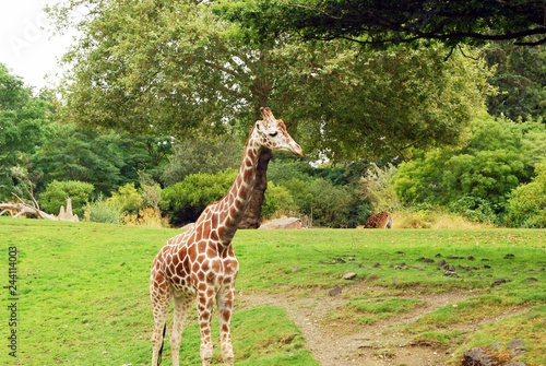 Canvas Print giraffe in zoo