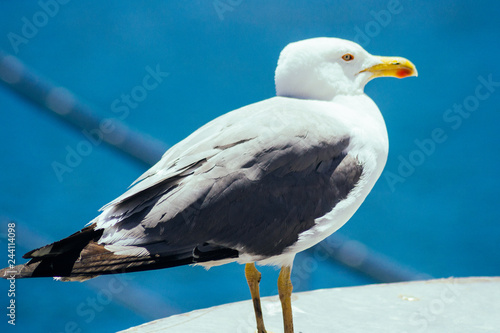 An elegant flight of a bird over the sea in morocco in summer photo