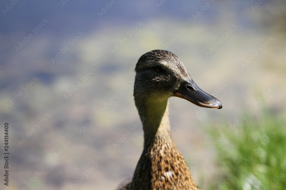Ducks Ducks