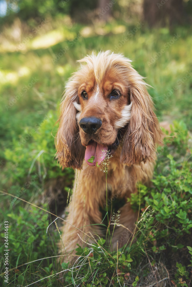 Cocker Spaniel Walk in the Peak District