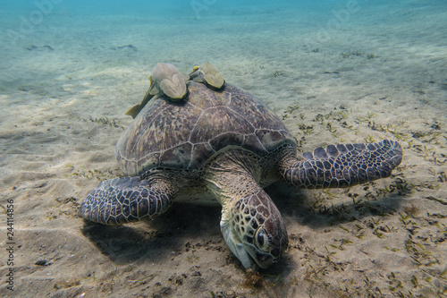 Sea turtle with two remora fishes on its shell grazing sea grass on the sandy seabed of a bay in Abu Dabbab in the Red Sea in Egypt