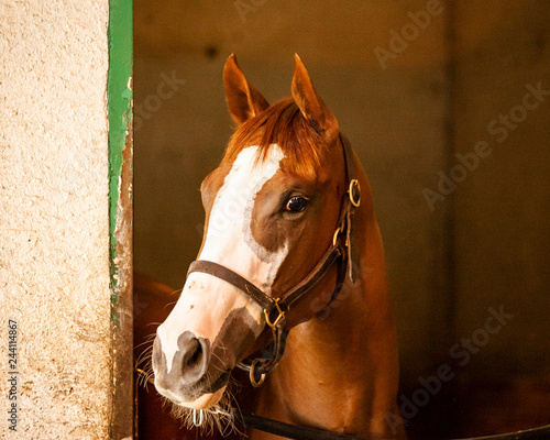 A chestnut filly in a stall with a unique, large blaze.