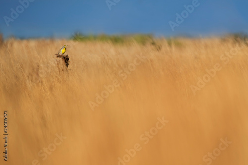 Meadowlark in Grasslands