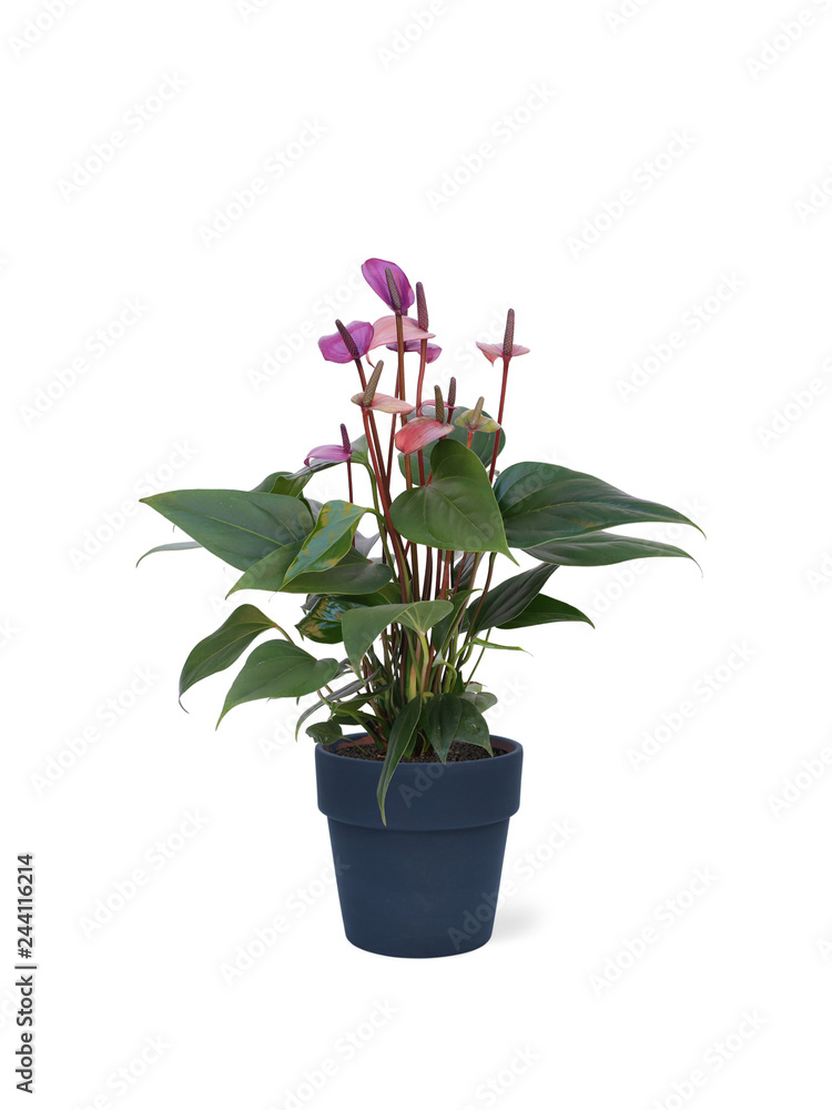 purple plant in pot isolated on white background