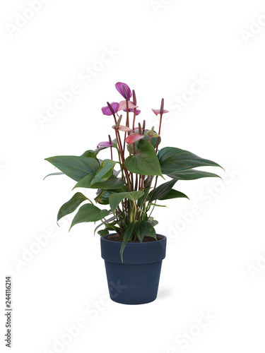 purple plant in pot isolated on white background