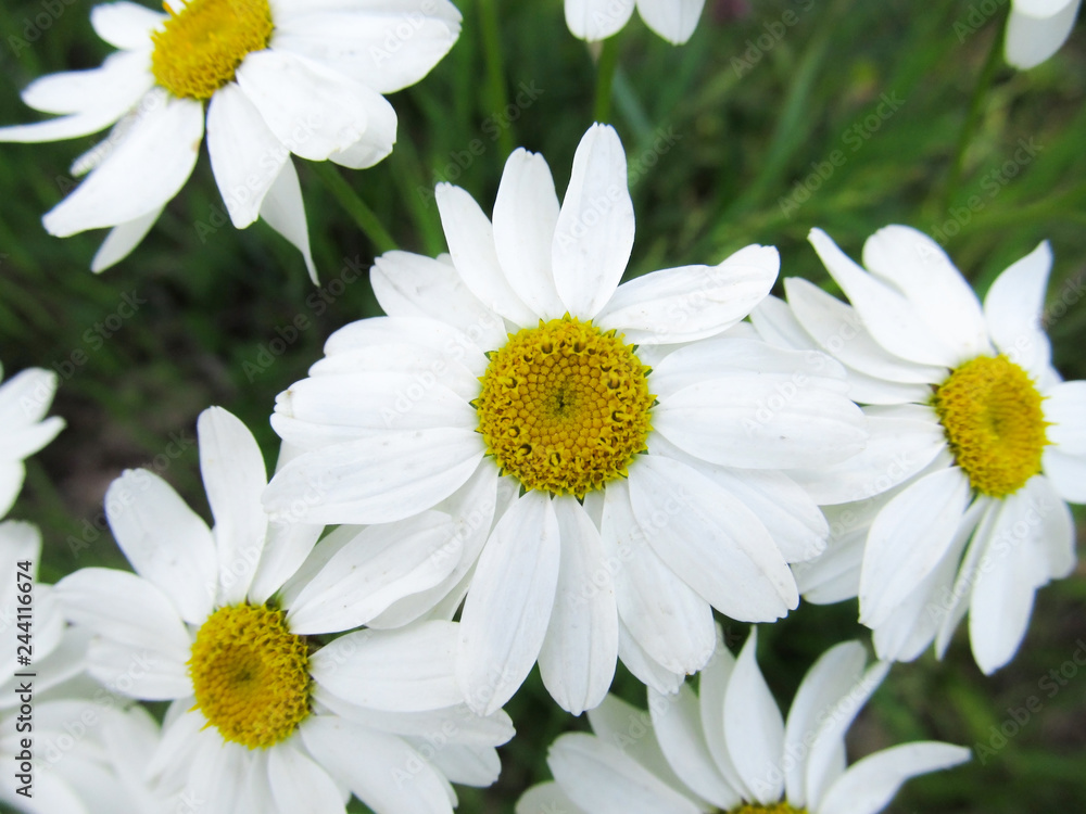 Chamomile against the grass. A beautiful scene of nature with blooming Chamomile. Chamomile Spring floral landscape Chamomile against the grass. A beautiful scene of nature with blooming Chamomile. Chamomile Spring floral landscape