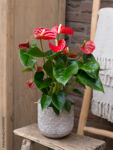red flower plant in a pot isolated on white background