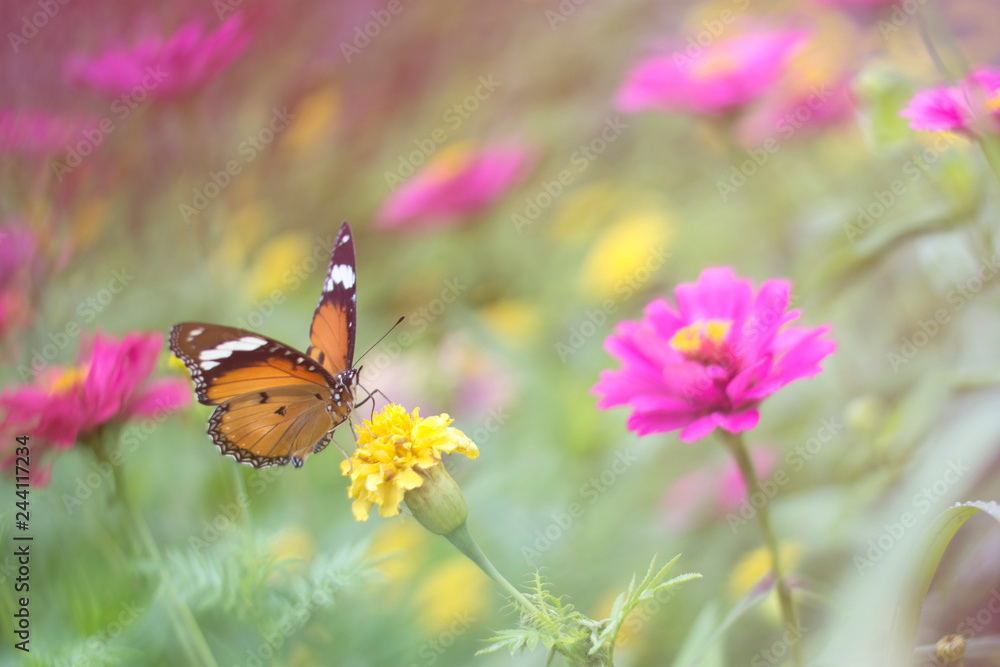 butterflies in a beautiful flower garden butterflies in a beautiful flower garden