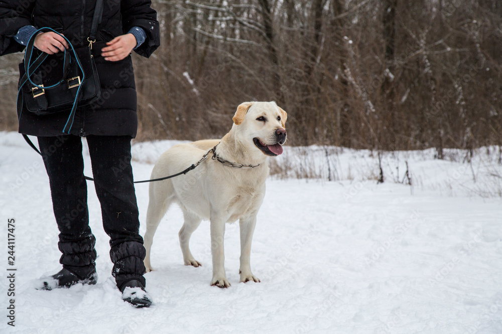 dog on walk with owner in winter