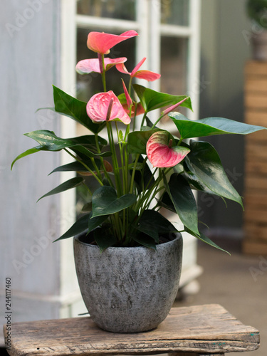 pink flower plant in a pot in interior
