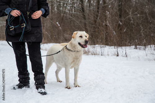 dog on walk with owner in winter