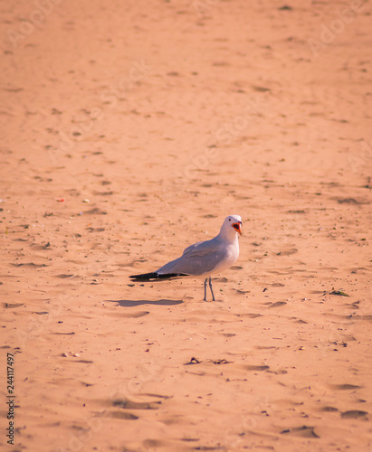 An elegant flight of a bird over the sea in morocco in summer photo