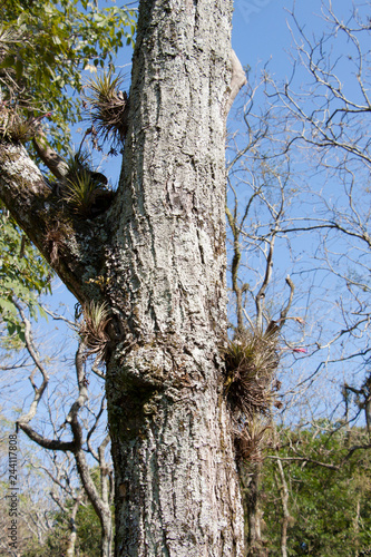 tillandsias in a tree photo