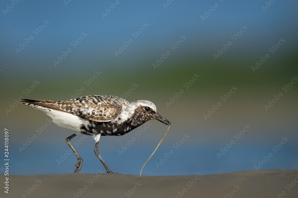 Black-bellied Plover with a Worm