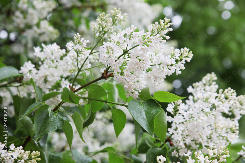 Branches of a blossoming white lilac after a rain on a background of a blurred garden Branches of a blossoming white lilac after a rain on a background of a blurred garden