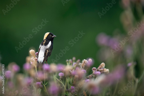 Bobolink on Flowers