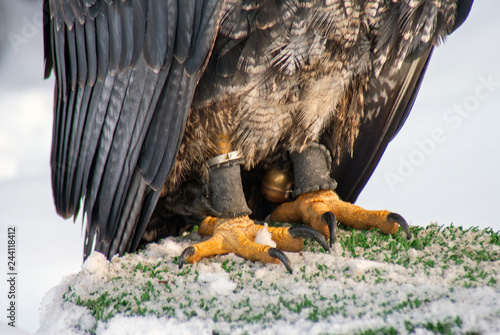 Fotografia tether with a bell of prey birds