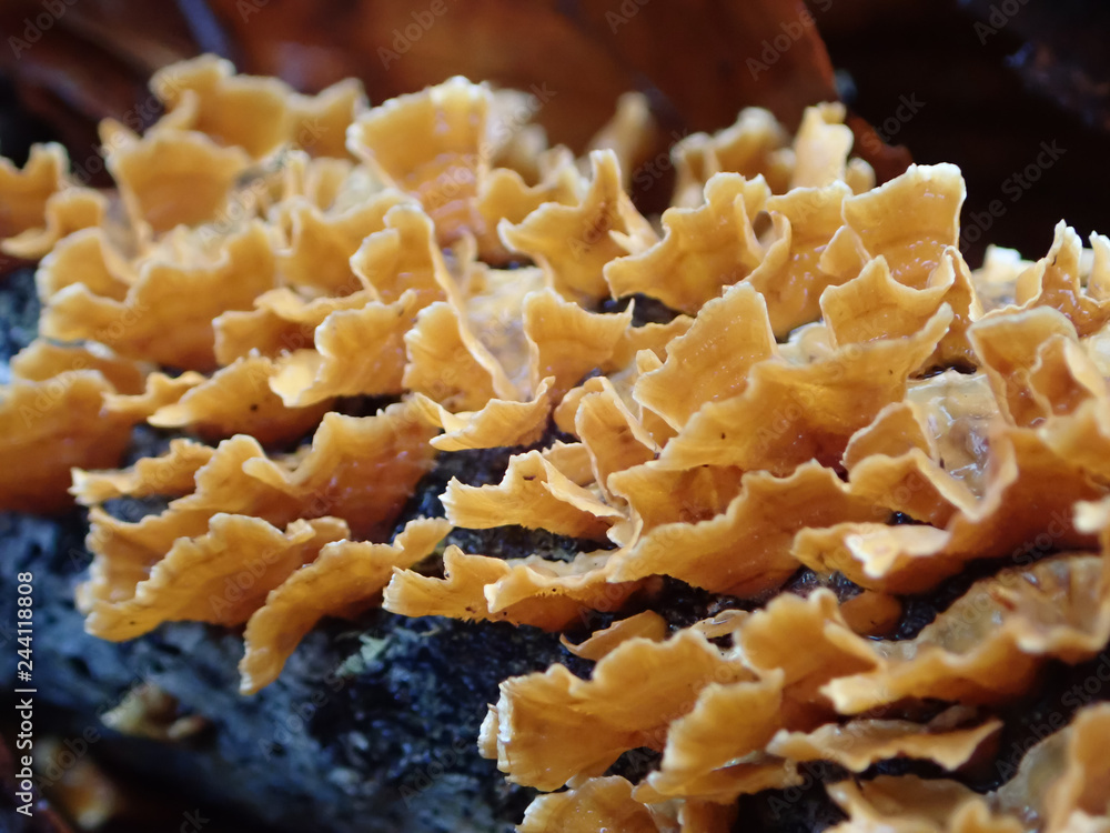 Orange mushrooms growing on tree stump Orange mushrooms growing on tree stump