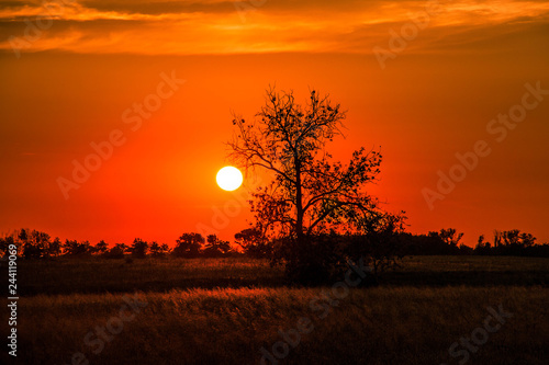 sunset and lonely tree
