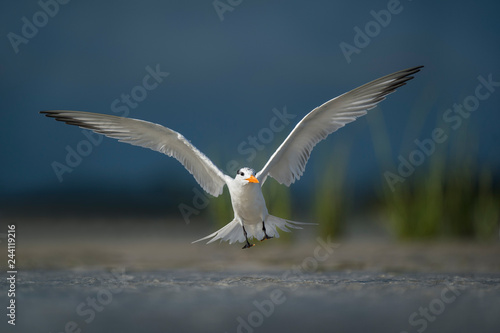 Landing Royal Tern