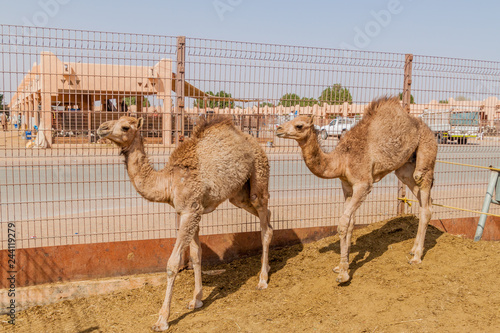 Camels for sale at the Animal Market in Al Ain, UAE