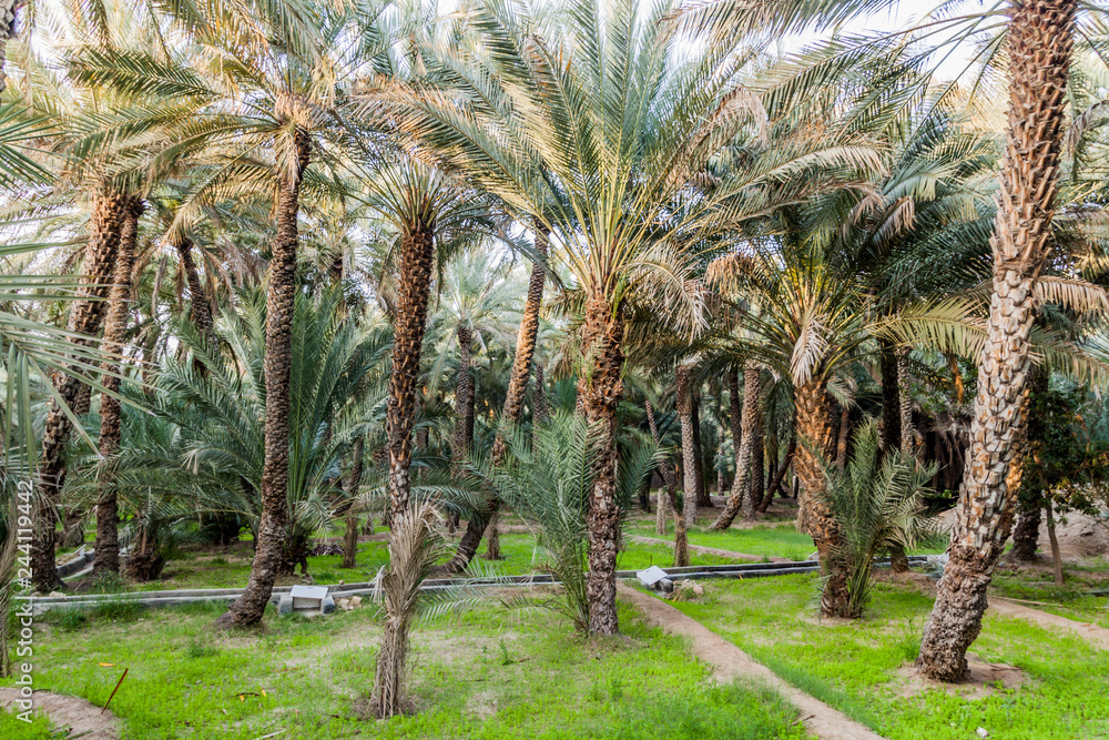 Palms in Al Ain oasis, United Arab Emirates Palms in Al Ain oasis, United Arab Emirates