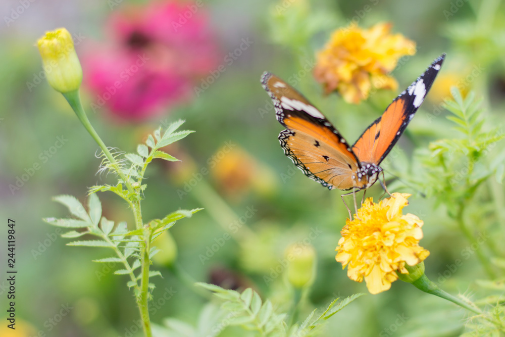 Fototapeta premium butterflies in a beautiful flower garden