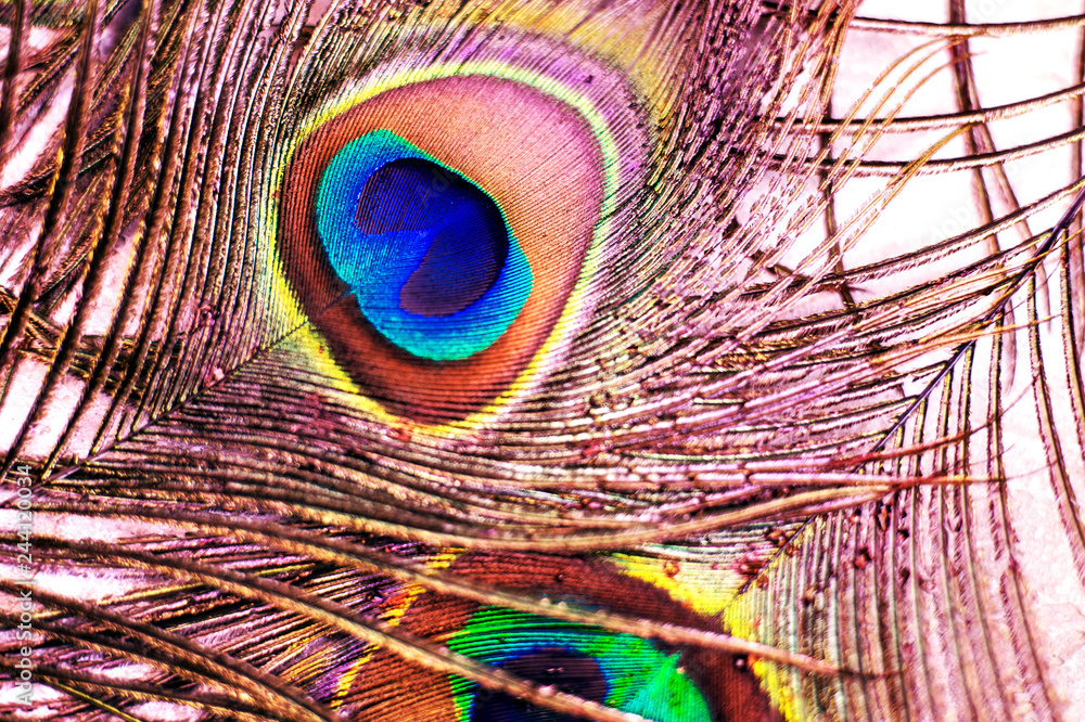 Obraz premium Colorful and Artistic Peacock Feathers. Macro photo of an arrangement of luminous peacock feathers.