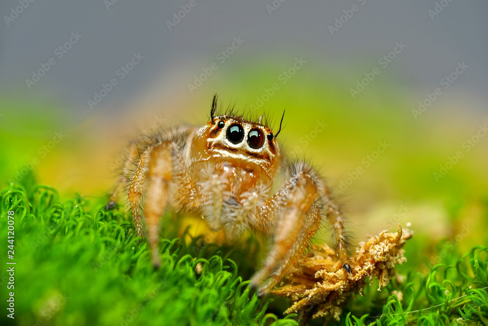 Beautiful spider on a spider web- Stock Image Beautiful spider on a spider web- Stock Image