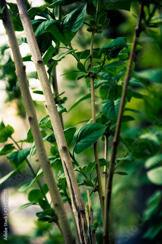 bamboo in forest