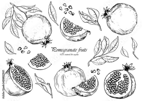 Vector set of pomegranate fruits. Isolated elements for design.