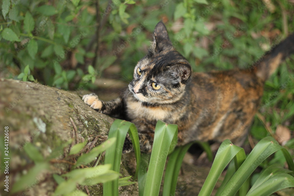 hunting hunting