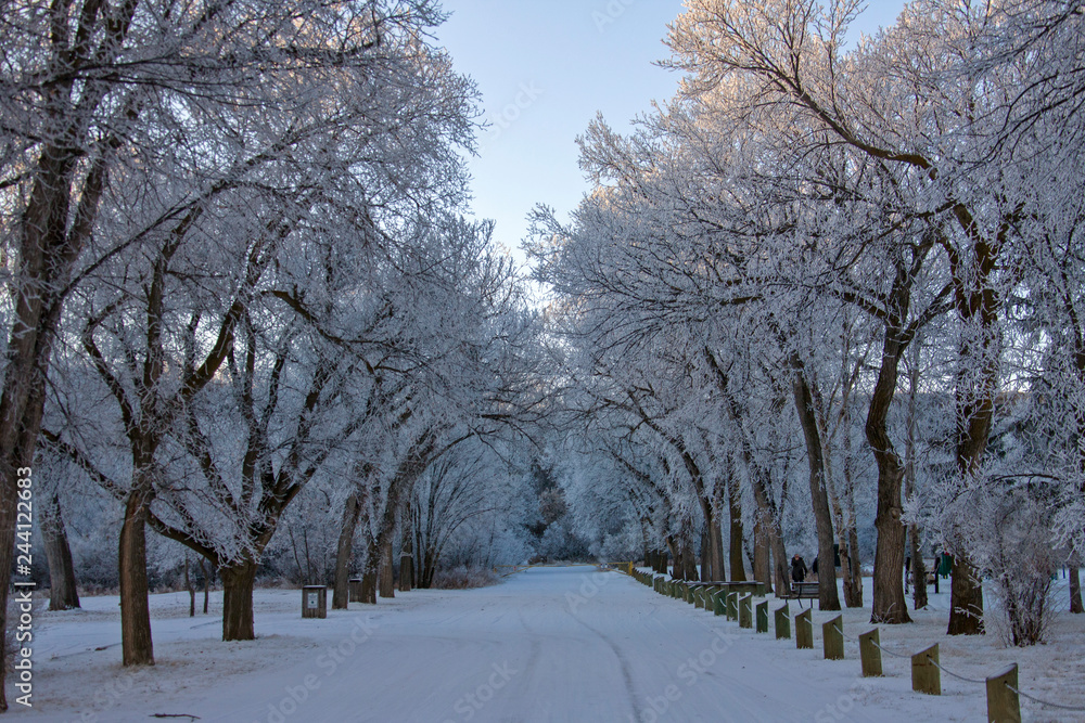Fototapeta premium Winter Frost Saskatchewan