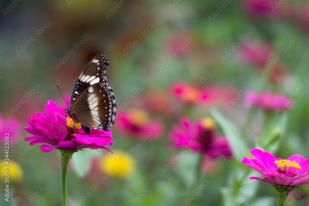 butterflies in a beautiful flower garden butterflies in a beautiful flower garden