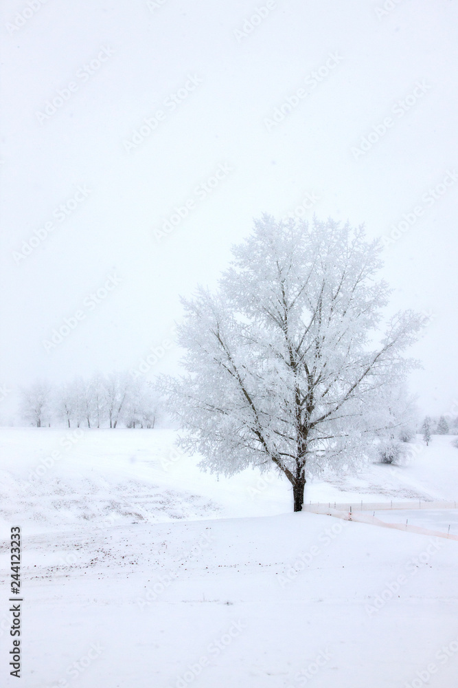 Winter Frost Saskatchewan Winter Frost Saskatchewan
