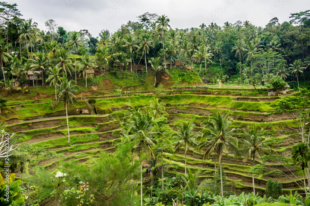 Panoramic view of the Tegallalang Rice Terraces and vegetation, Ubud, Bali, Indonesia