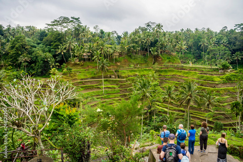 Tegallalang Rice Terraces and vegetation in Ubud, Bali, Indonesia