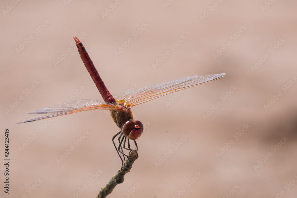 libellule dragonfly libellule dragonfly