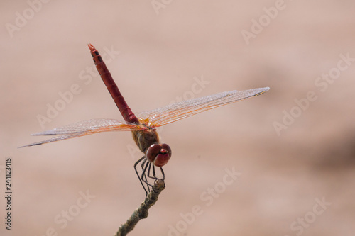 libellule dragonfly 