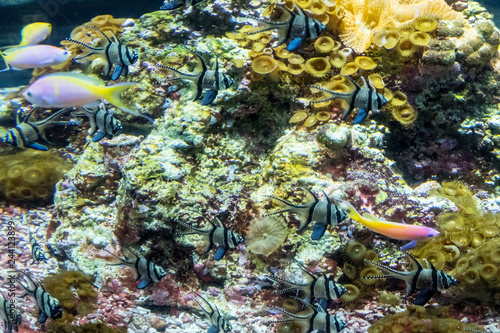 Underwater landscape with coral reef and fish. The aquarium inhabitants of the underwater world.