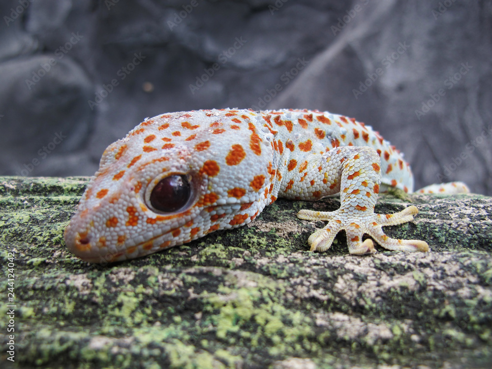 Naklejka premium Tokay Gecko (Gecko Gecko) Close Up View