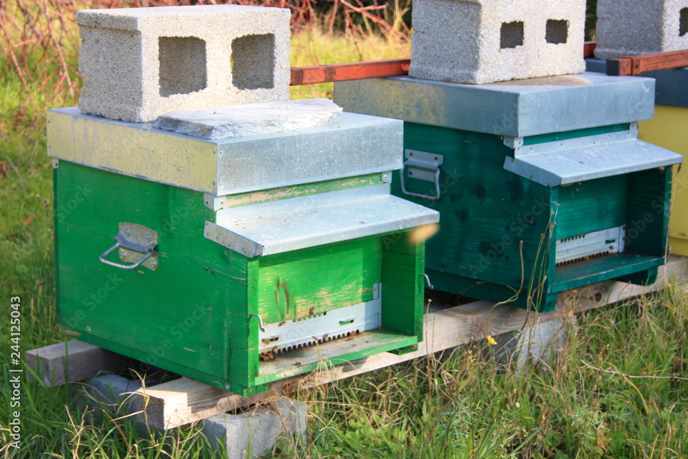 hive. hives. several rows of houses for bees of different colors in a garden hive. hives. several rows of houses for bees of different colors in a garden