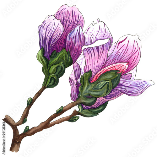 Watercolor illustration of pink Magnolia flowers. Magnolia Branch with flowers and leaves.