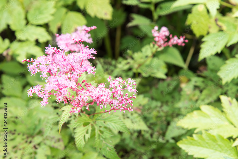 Flower blooming in the mountain of Ibukiyama in Japan Flower blooming in the mountain of Ibukiyama in Japan